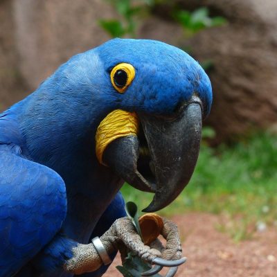 blue macaws, parrot, hyacinth macaw-406776.jpg