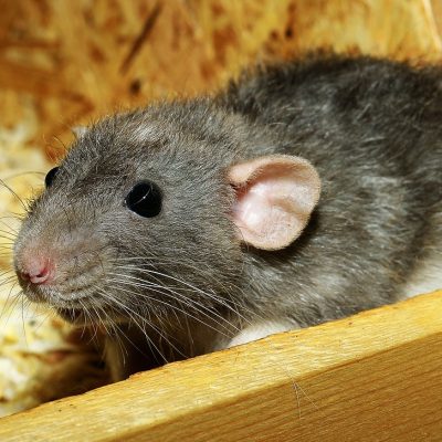 rat, female, color rat-3534317.jpg